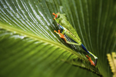 Little frog in costa rica in summer