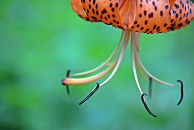 Close-up of tiger lily