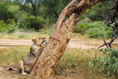 Lioness climbing on tree trunk