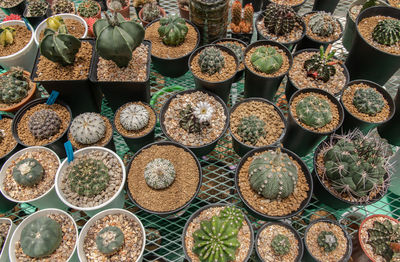 Full frame shot of potted plants