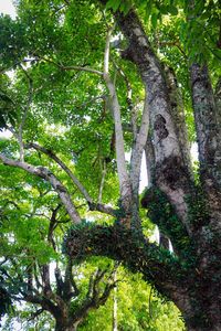 Low angle view of trees in forest