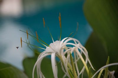 Close-up of white flowering plant