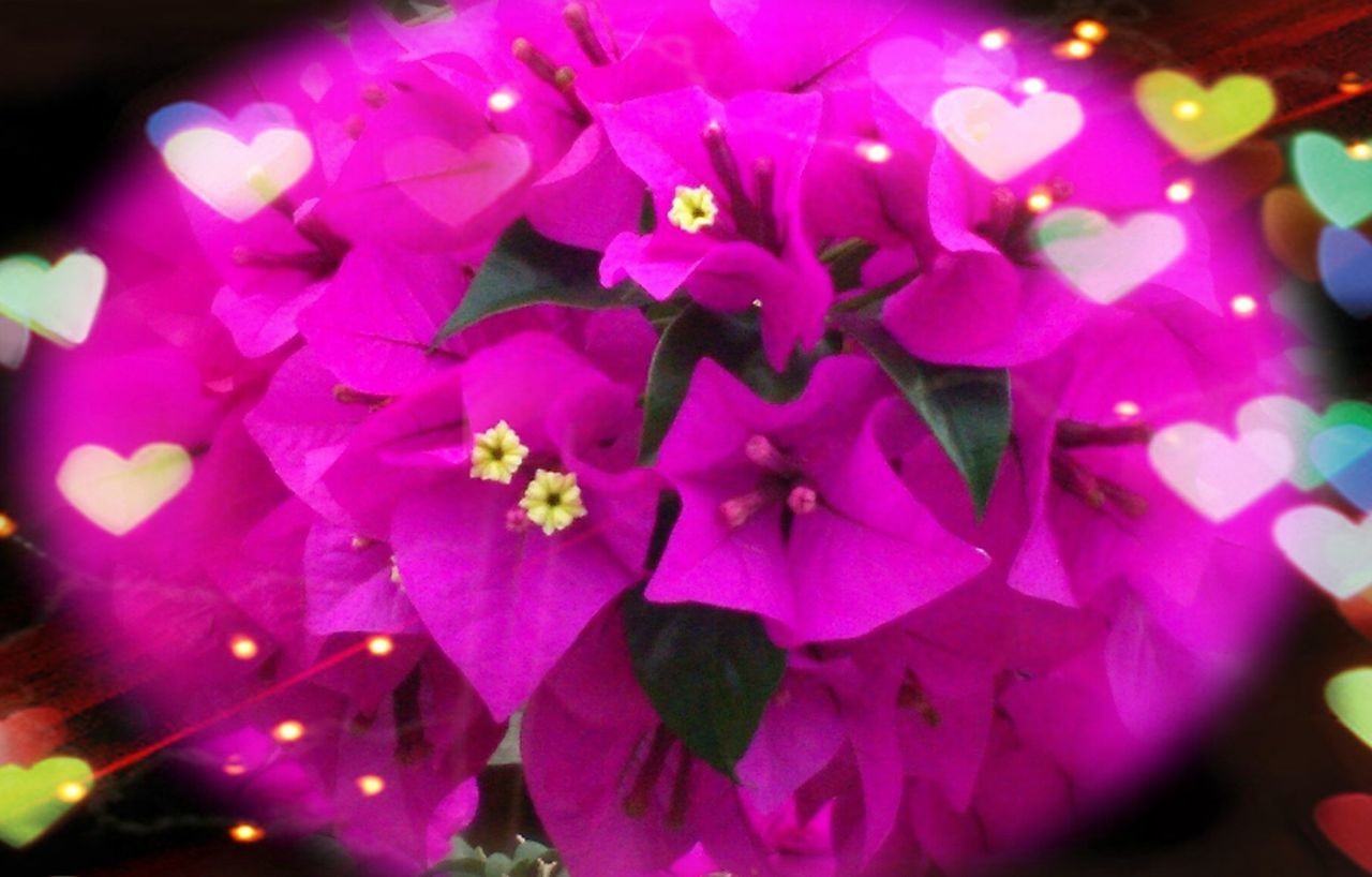 CLOSE-UP OF PURPLE FLOWERS