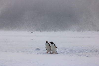 Two gentoo penguins standing in a snow storm at yankee harbour, antarctica.
