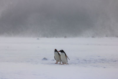 Two dogs on snow covered land