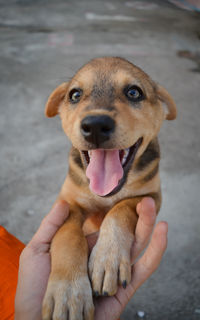 Portrait of dog sticking out tongue