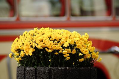 Close-up of yellow flower pot