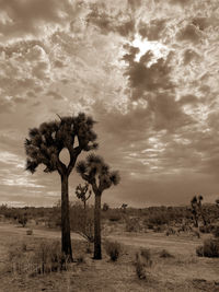 Trees on field against sky