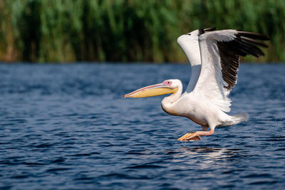 Bird flying over lake
