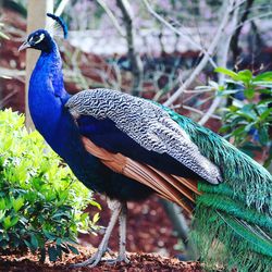 Close-up of peacock perching on tree