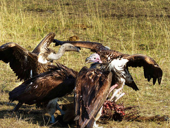 Group of vulture in africa on a dead animal