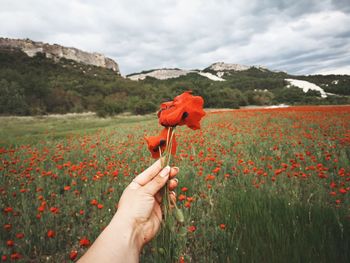 Cropped hand holding red poppy flowers against mountain range
