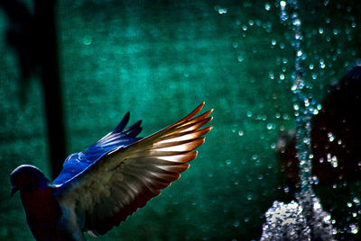 Close-up of bird flying over water