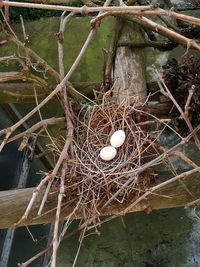 Close-up of eggs in a nest