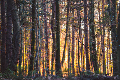 Trees in forest