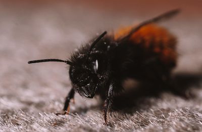 Close-up of butterfly