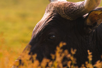 Close-up of a bos javanicus buffalo on field