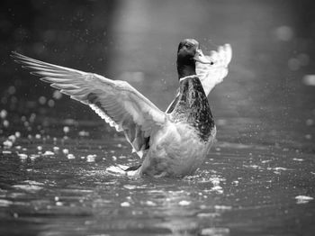 Close-up of duck swimming in lake