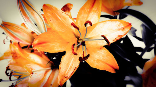 Close-up of orange flowers