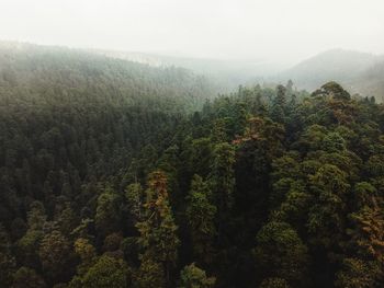 High angle view of trees in forest