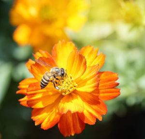 Close-up of insect on yellow flower