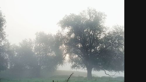 Trees on field against sky