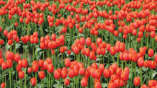 Close-up of red flowers blooming in field