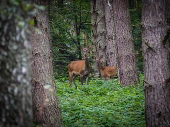 Trees in a forest