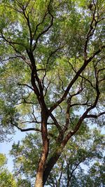 Low angle view of tree against sky