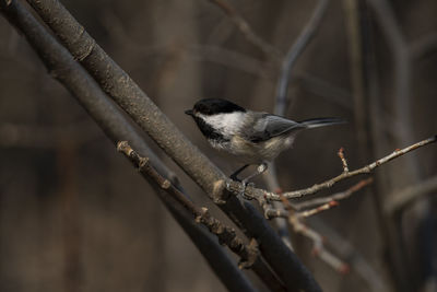 A black-capped chickadee perched on a tree branch. poecile atricapillus