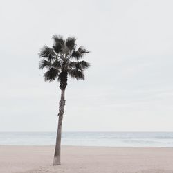 Palm tree on beach against sky