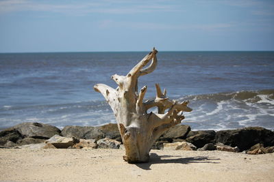 View of driftwood on beach against sky