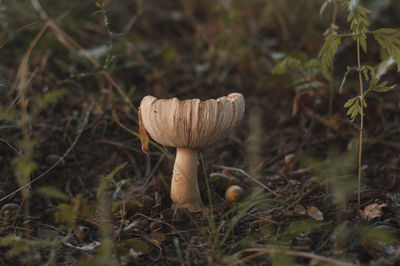 Close-up of mushroom growing in forest