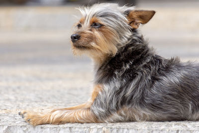 Close-up of dog looking away