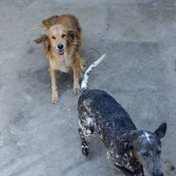 High angle view of dog