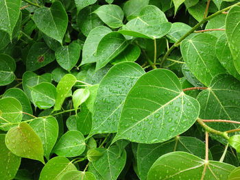 Full frame shot of leaves