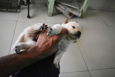 High angle view of dog sleeping on floor at home