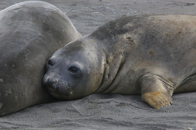 Close-up of seal