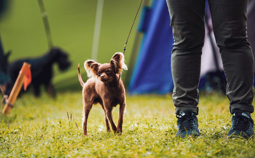 Low section of people with dog standing on grass