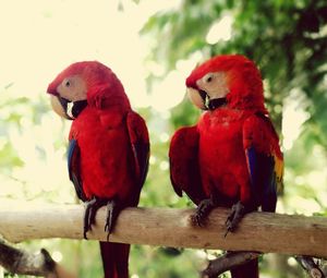 Close-up of parrot perching on branch