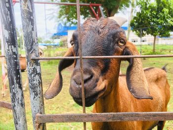 Close-up of a sheep