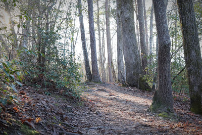 Trees growing in forest