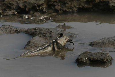 Rocks in water