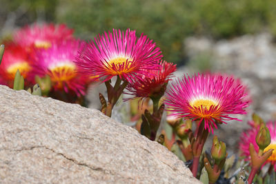 Close-up of pink flowering plants