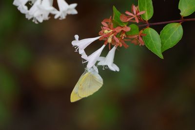 Close-up of white flowers blooming outdoors