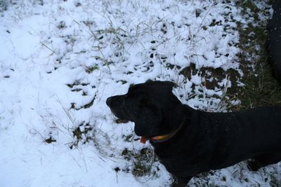 Dog on snow field during winter