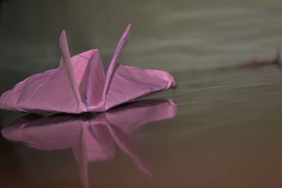 Close-up of pink lotus water lily in lake