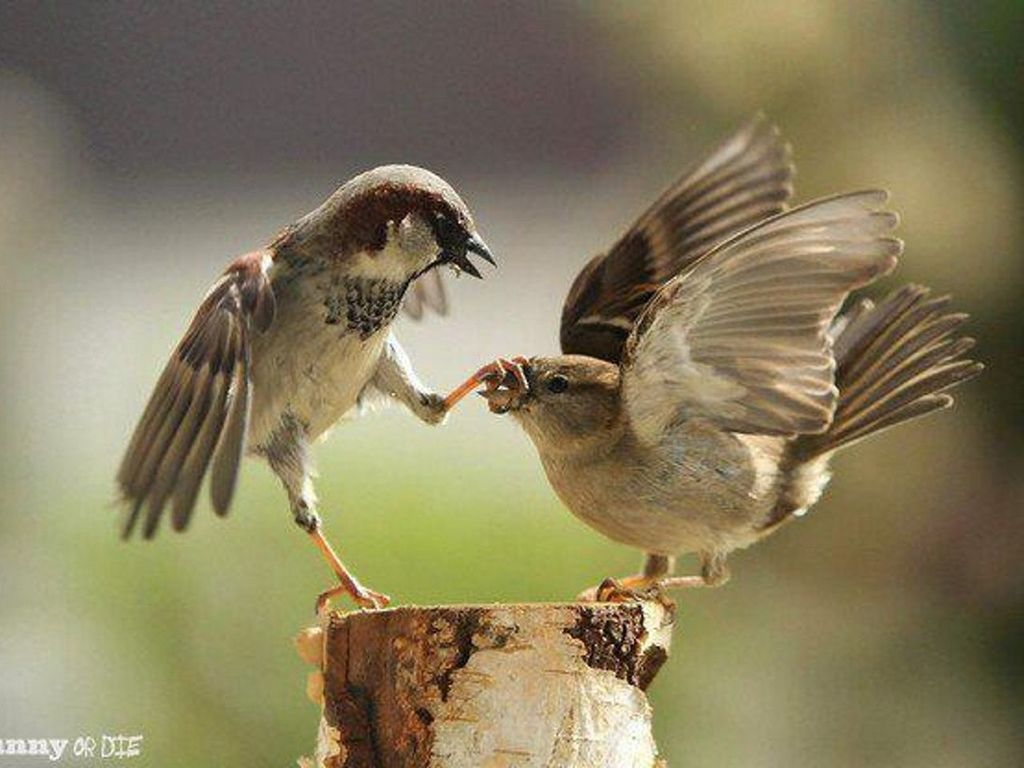 animal themes, bird, animals in the wild, wildlife, perching, focus on foreground, one animal, full length, nature, beak, two animals, close-up, outdoors, day, side view, no people, selective focus, looking away, zoology, sparrow