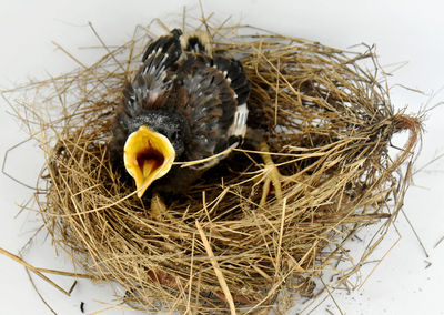 High angle view of birds in nest