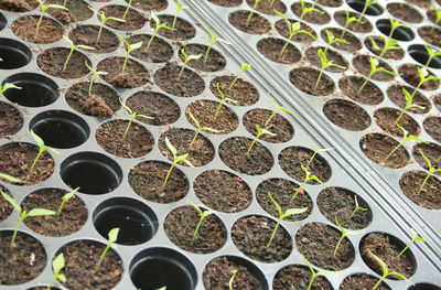 High angle view of potted plants in greenhouse